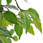 Kunst Vijgenboom Met Pot